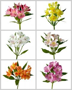 Alstroemeria Flower