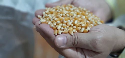 Argentina Popcorn Seeds, 30 Kg