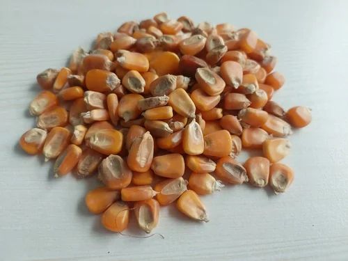 Yellow Maize Corn