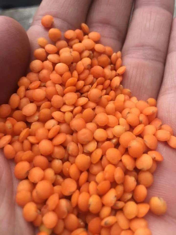 Masoor Dal