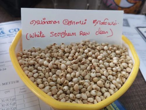White Jowar Grain - Vella Cholam Thaniyam, High In Protein