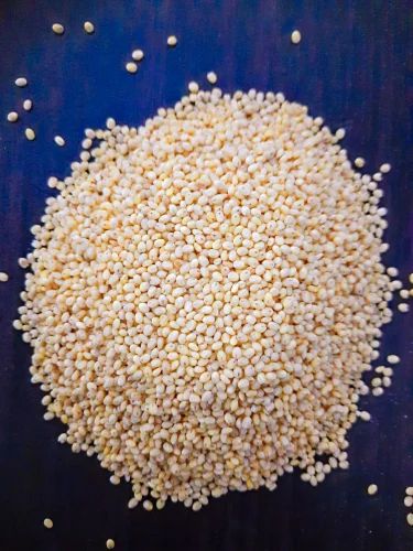Proso Millet (Pani Varagu, Cheena, Baragu)