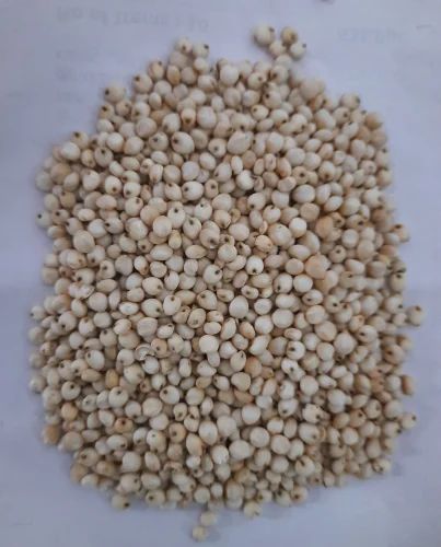 White Jowar Sorghum, Organic, Food Grade