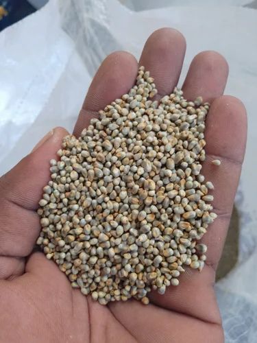 Kambu Pearl Millet