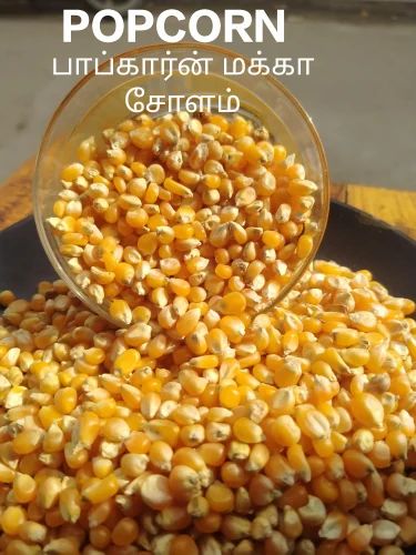 Fresh Popcorn Seeds, Loose
