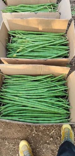 Fresh Drumstick Vegetable