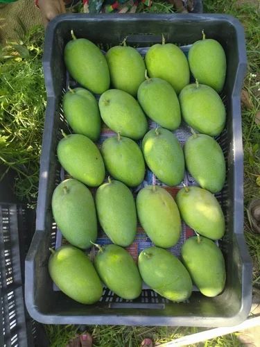 Fresh Badami Mango