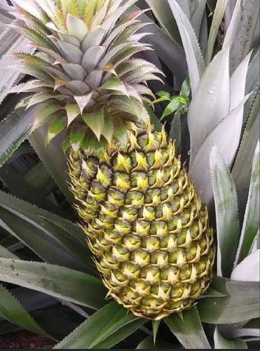 Fresh Pineapples