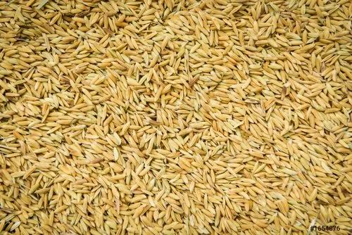Paddy Rice