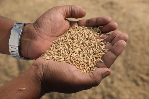 Raw Paddy Rice