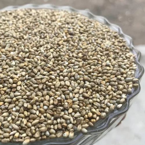 Pearl Millet - Cleaned, Organic