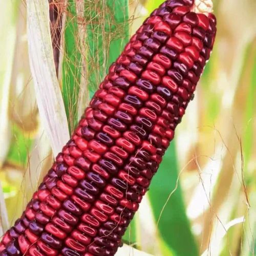 Organic Red Corn