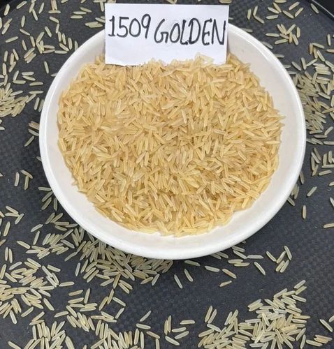 1509 Golden Sella Rice