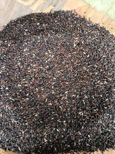 Black Rice
