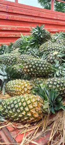 Fresh Kew Pineapples