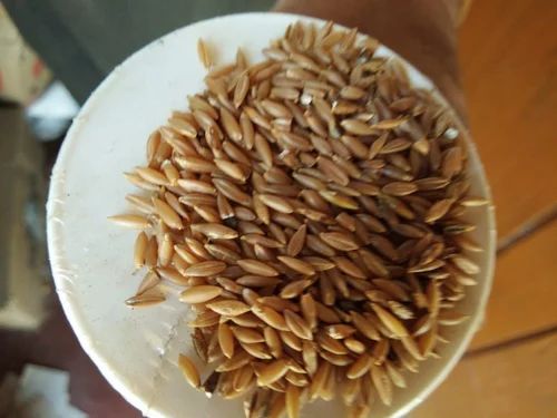 Organic Wild Collected Bamboo Rice (Whole Grain)