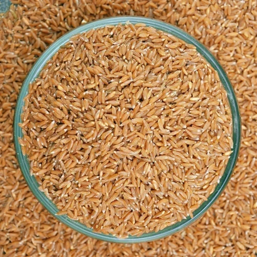 Organic Khapli Wheat