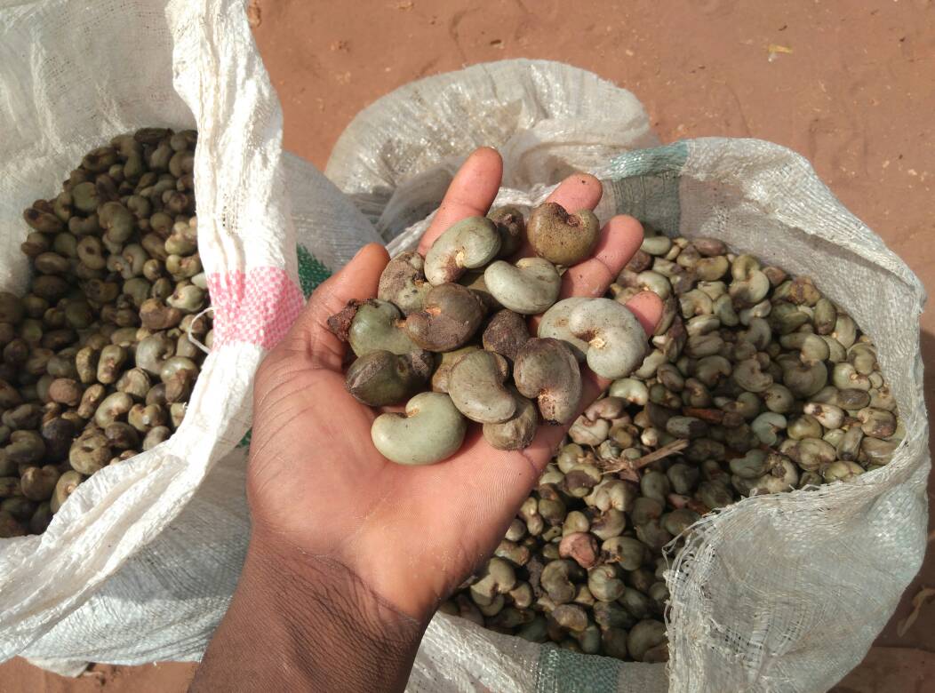 Raw Cashew Nuts