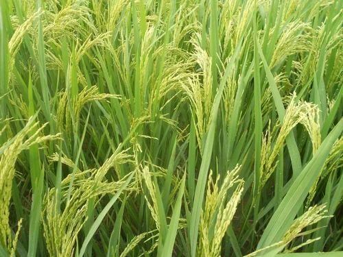 White Sadabahar Rice, Packaging Size: 5kg, Packet