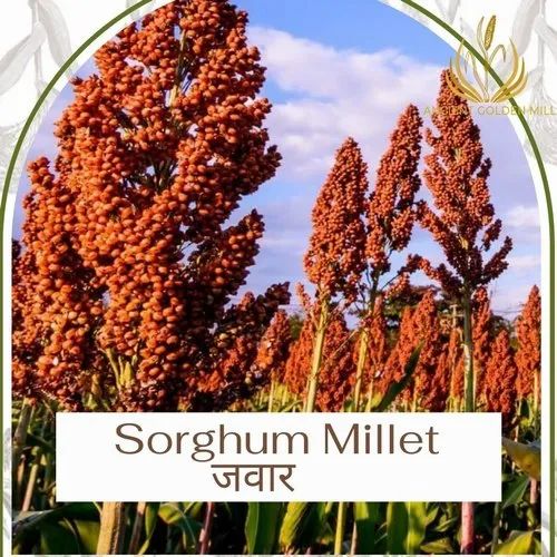 Gluten-Free Sprouted Jowar Flour, 50 kg