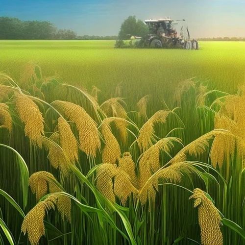 Yellow Foxtail Millets
