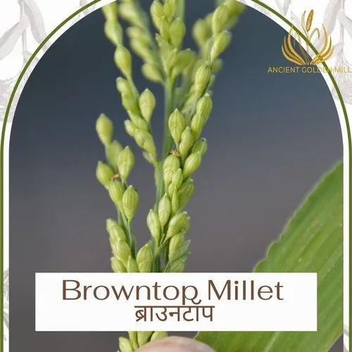 Organic Browntop Millet