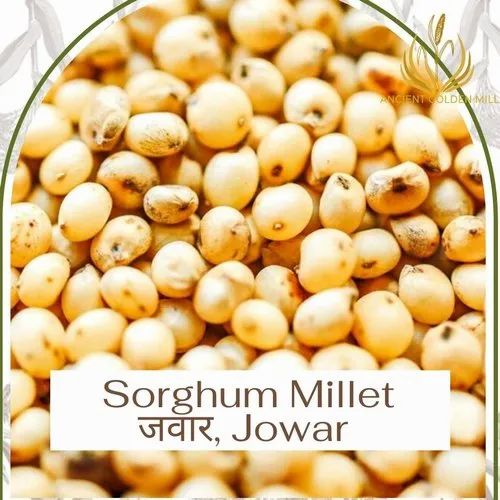 Millet Sorghum Jowar