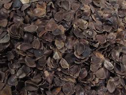 Buckwheat Hull