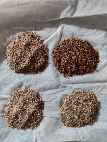 Wild Rice Natural
