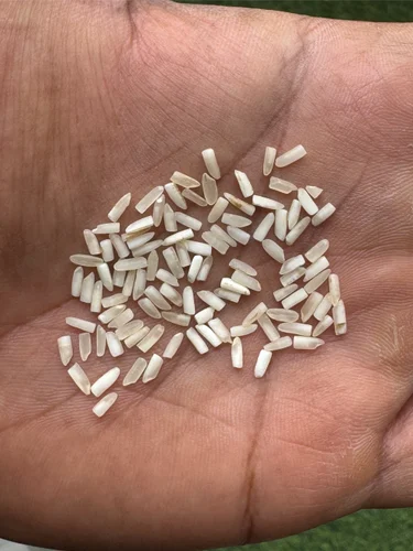 Basmati 1121 Steam Dubar