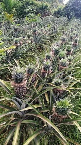 Fresh Pineapple Fruit