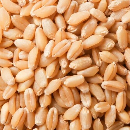 1 Kg Organic Wheat Grain