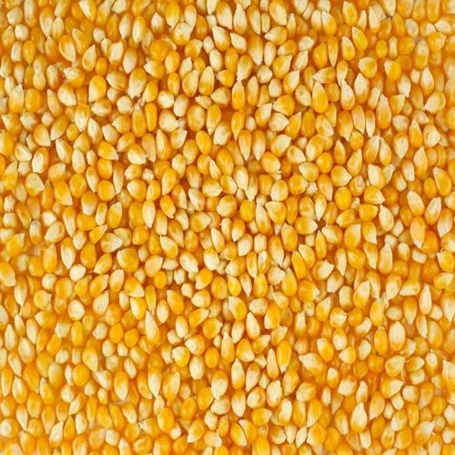 Yellow Corn Maize