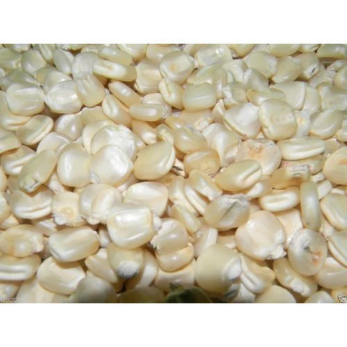 White Maize