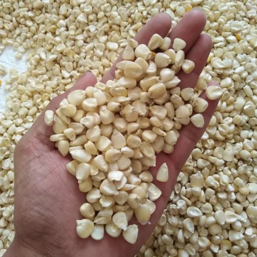 Indian Organic Maize Corn, For Bird,Poultry And Animal Feed, High in Protein