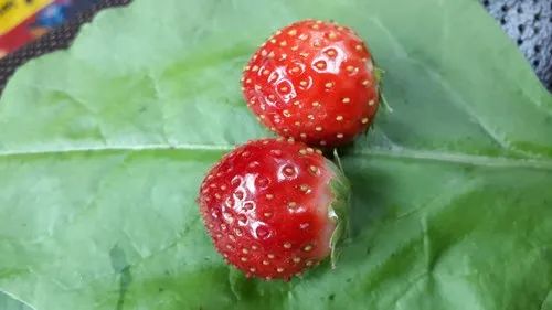 WinterDawn A Grade Organic Strawberries, Packaging Type: Plastic Box