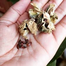 Amla Seed