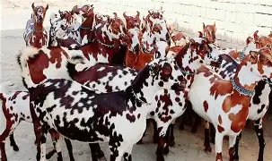 Barbari Goat