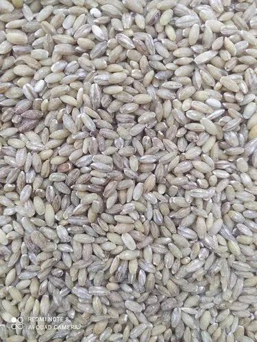 Hulled Barley Grain, High in Protein