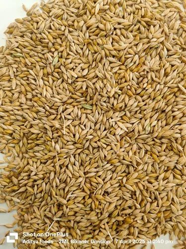 Organic Barley Grain