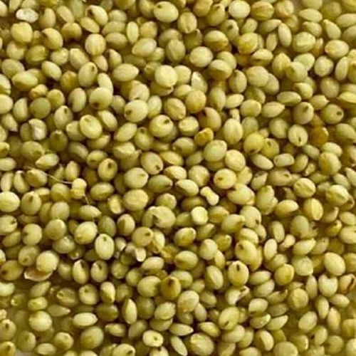 Browntop millet. 500 Gm