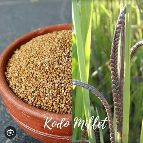 Kodo millet. grain 500 Gm