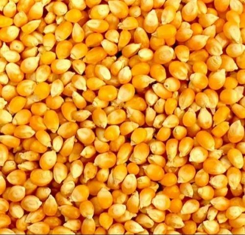 A Grade 50 kg Mazie, Yellow