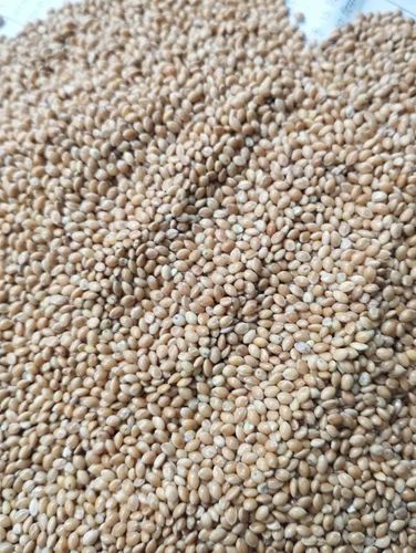 50kg Organic Foxtail Millet