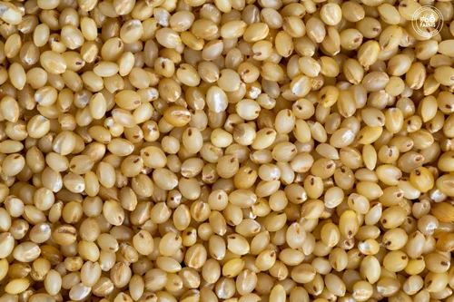 30kg Organic Foxtail Millet
