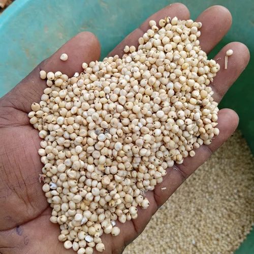 Yellow Sorghum Jowar, Grain