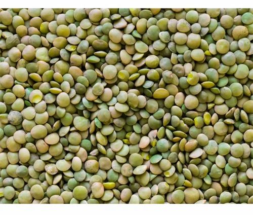Masoor 50kg Organic Green Lentil