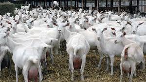Saanen Goat