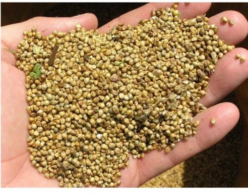 Indian Hybrid Bajra Seed