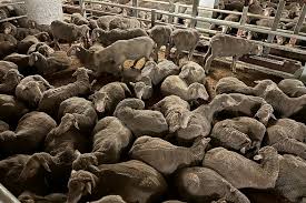 Live Sheep